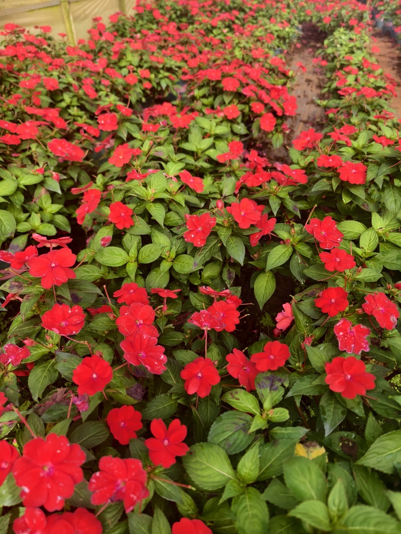 凤仙花