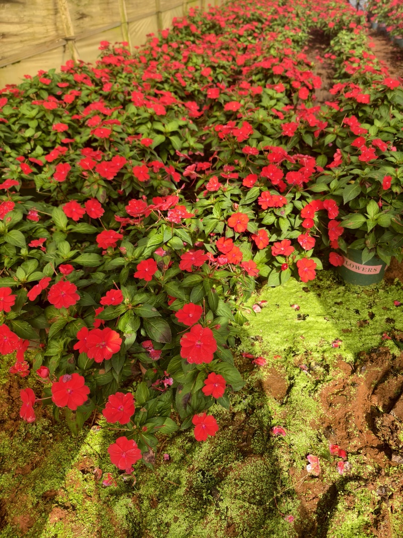 凤仙花