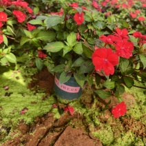 凤仙花