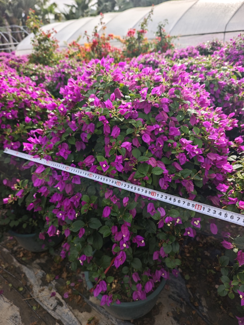 紫花三角梅球高度1米到1.2米福建三角梅盆栽批发