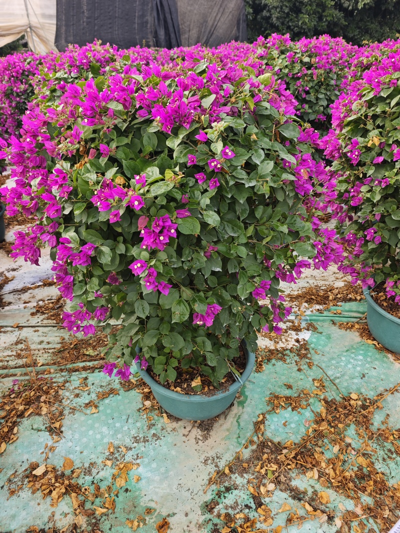 紫花三角梅球高度1米到1.2米福建三角梅盆栽批发