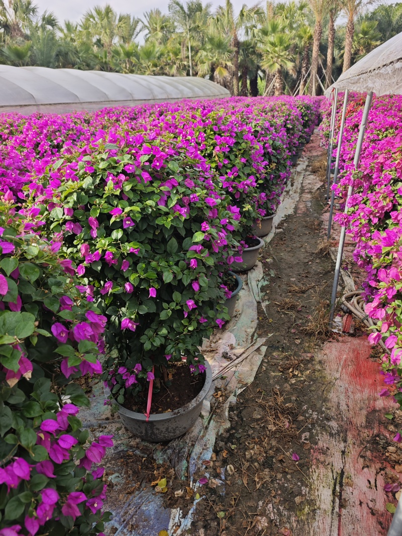 紫花三角梅球高度1米到1.2米福建三角梅盆栽批发