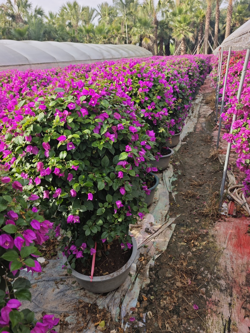紫花三角梅球高度1米到1.2米福建三角梅盆栽批发