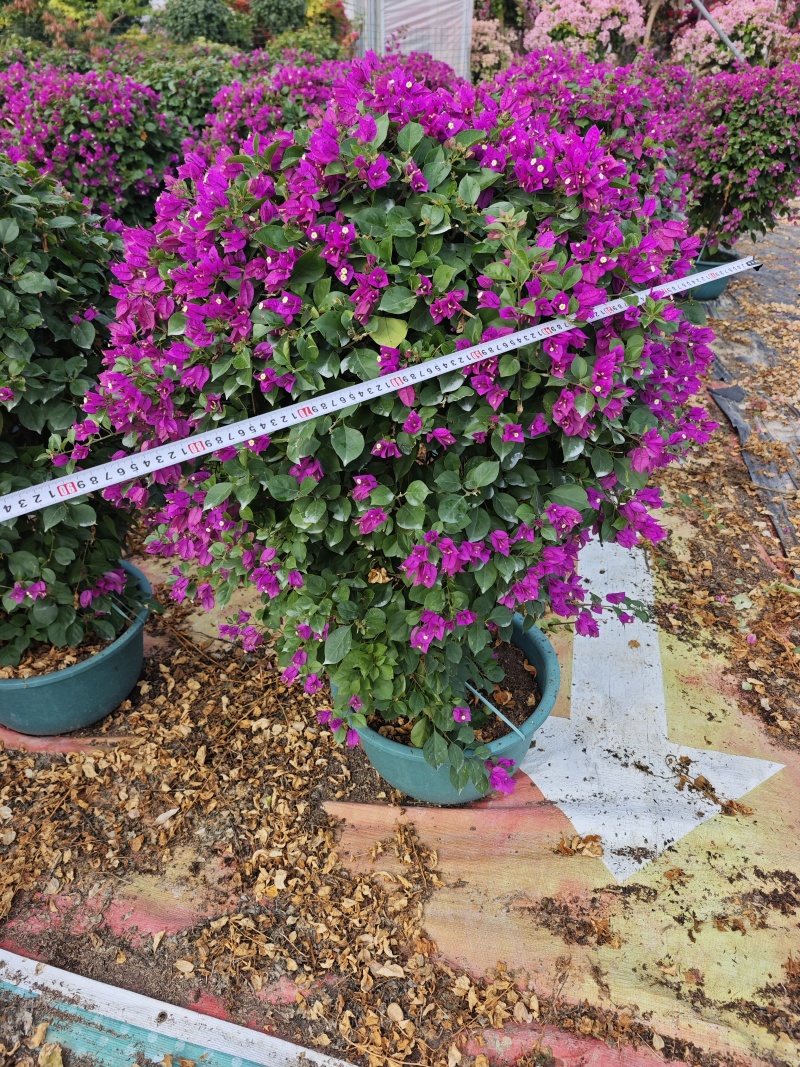 紫花三角梅球高度1米到1.2米福建三角梅盆栽批发