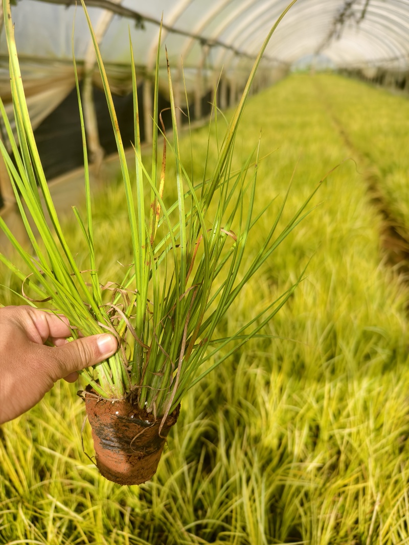金叶石菖蒲