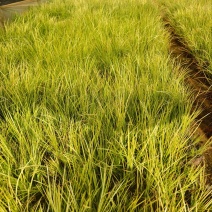 金叶石菖蒲