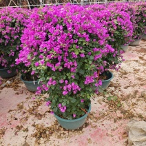 紫花三角梅球高度1米到1.2米福建三角梅盆栽批发