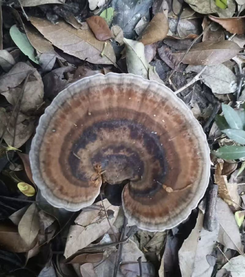 老挝土特产