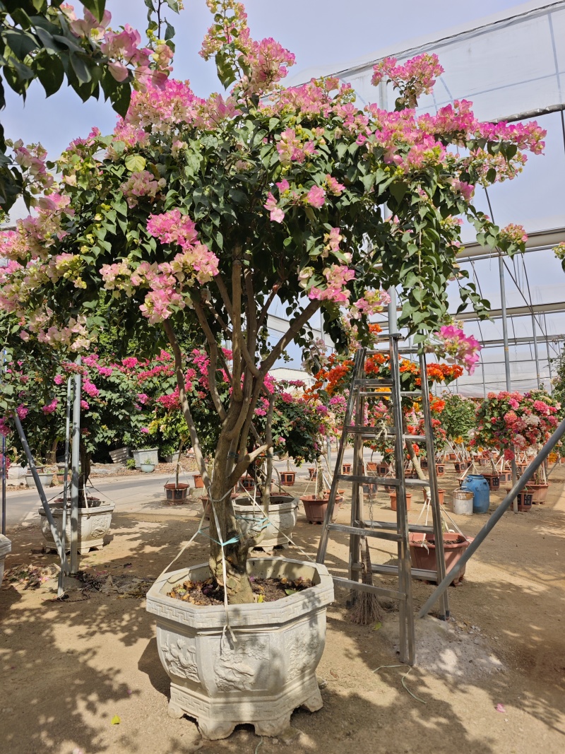绿樱盆景老桩盆景三角梅福建三角梅基地批发