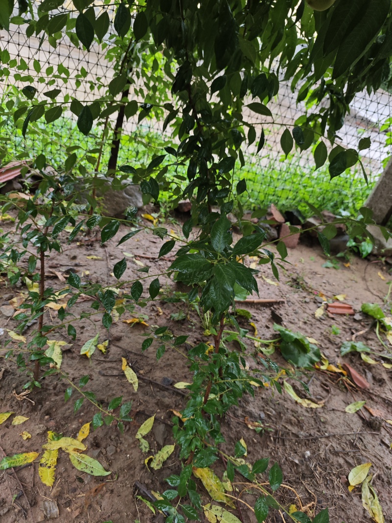 天官大果西梅树苗