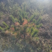 大量树苗出售