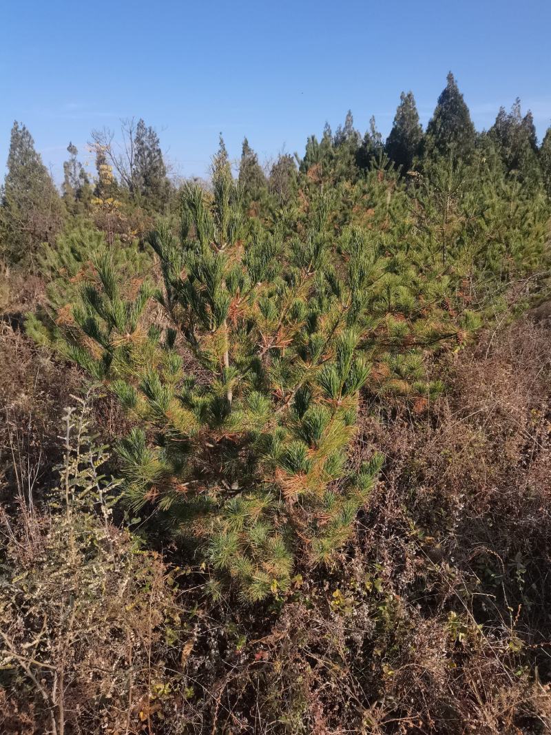 大量树苗出售