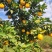 赣南脐橙自家果园色香味俱全需要联系我