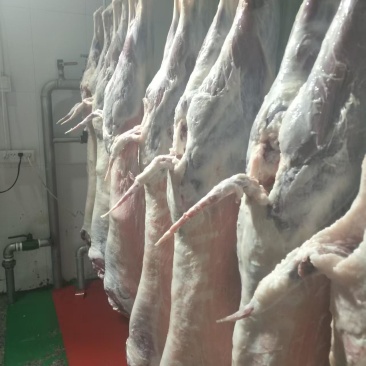 低价批发专卖鄂尔巴斯山羊肉，现宰现发，保质保量可视频