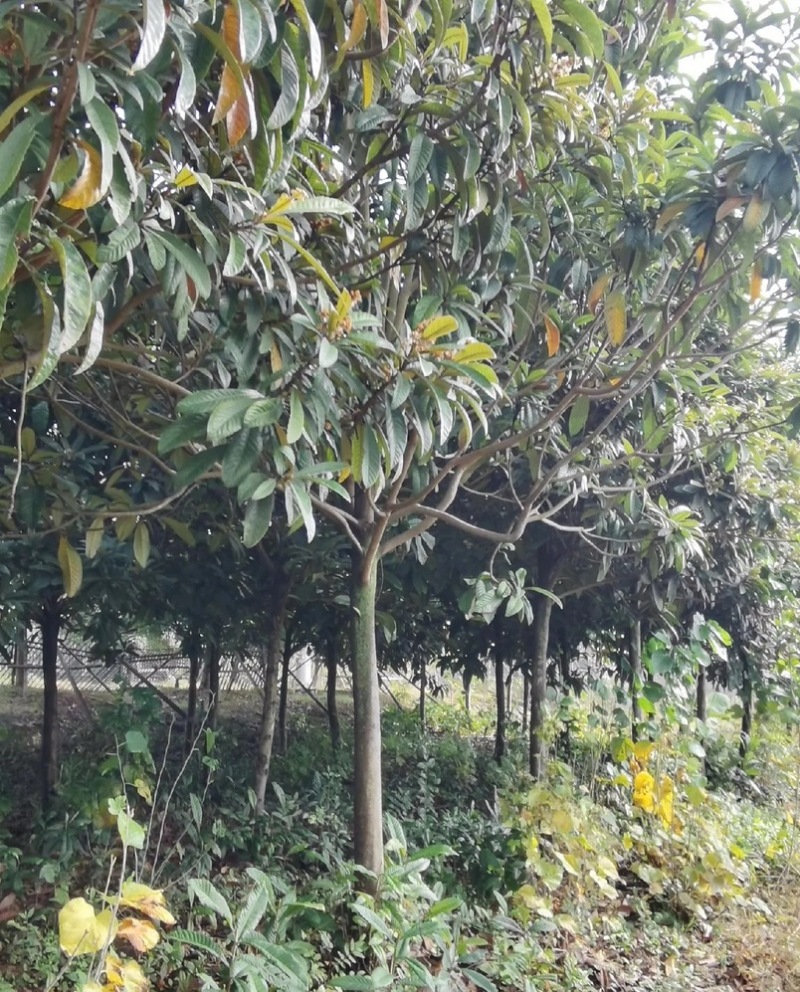 枇杷树