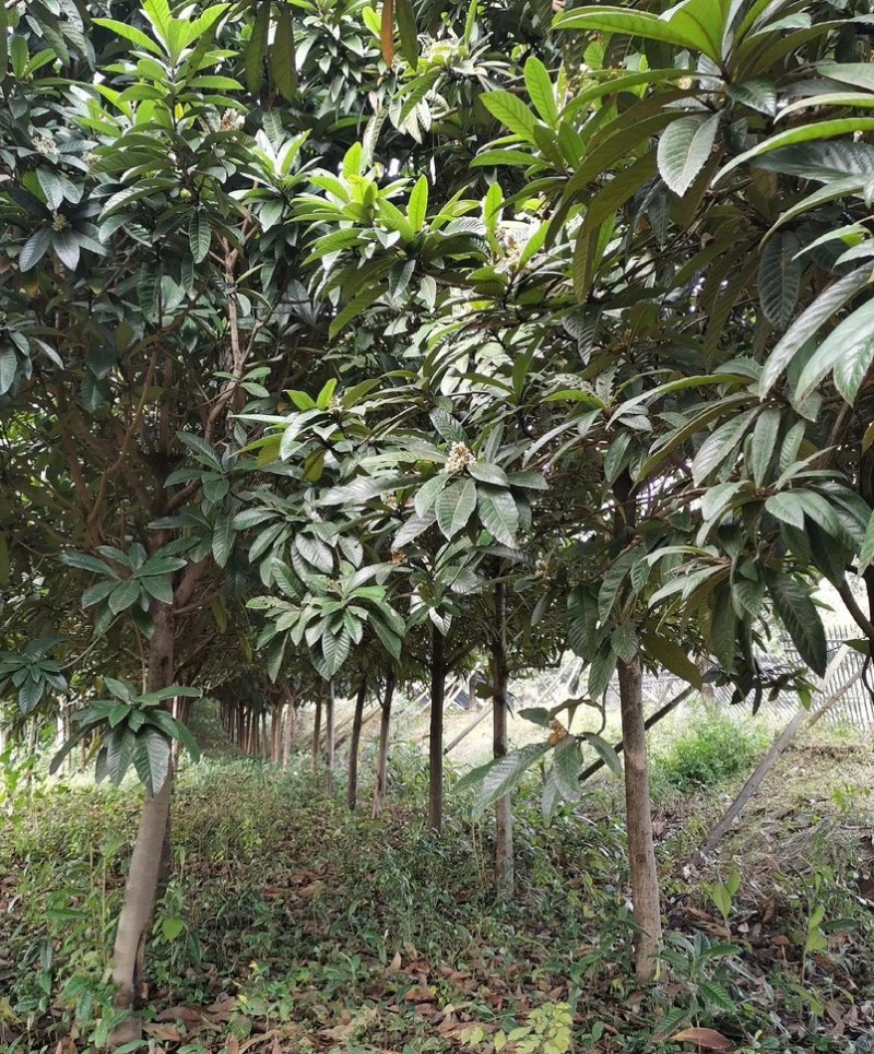 枇杷树