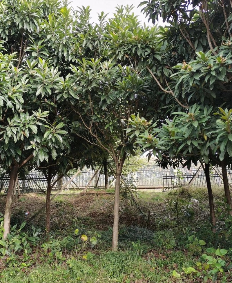 枇杷树