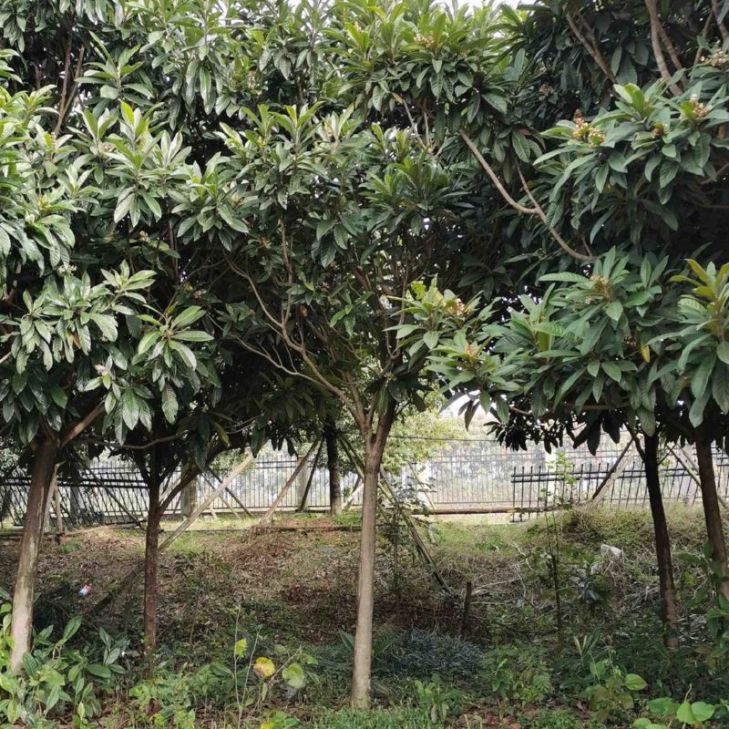 枇杷树