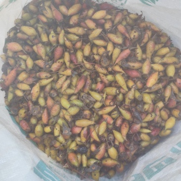 鲜金樱子大量出售