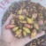 鲜金樱子大量出售
