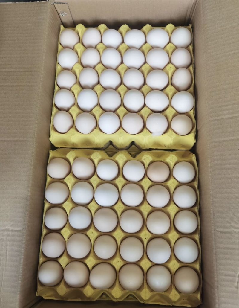 新鲜鸡蛋精品粉蛋，一手货源，鸡场直供，现捡现发！！！！
