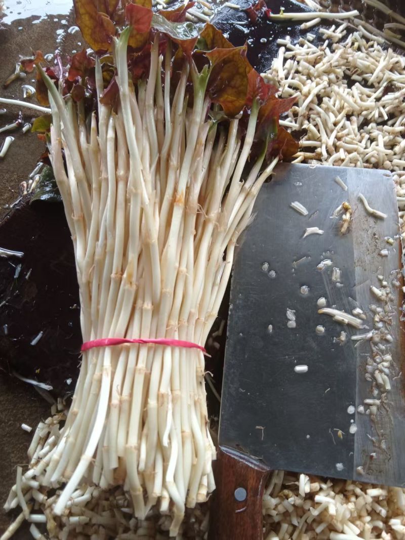 折耳根嫩芽
