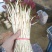 折耳根嫩芽