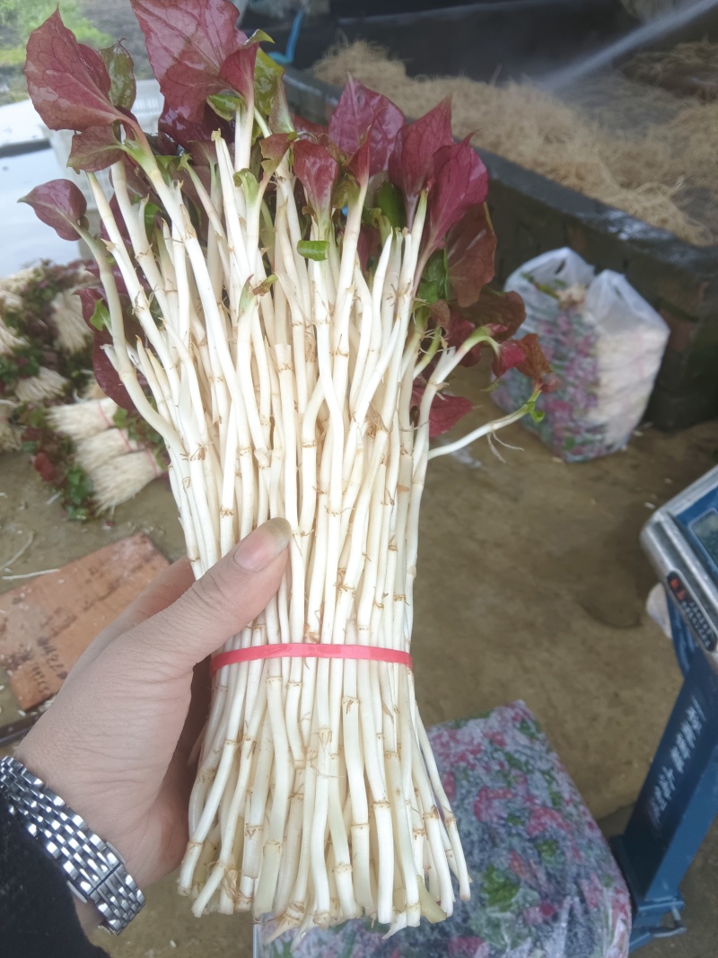 折耳根嫩芽