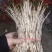 折耳根嫩芽