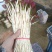折耳根嫩芽