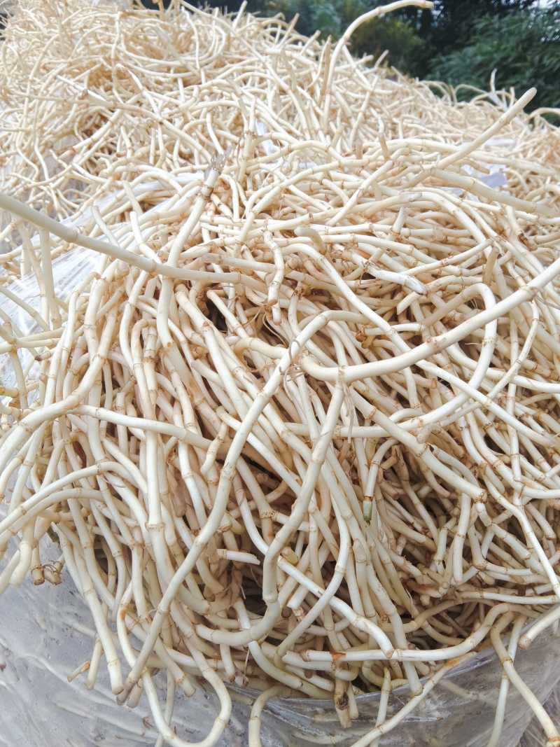 鱼腥草根子