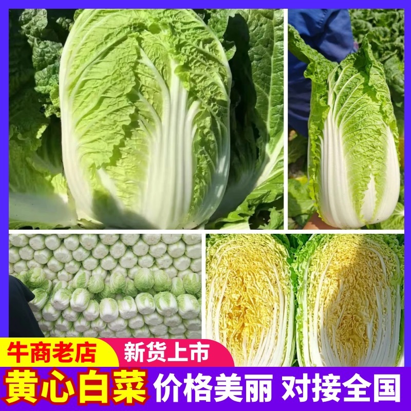 城固黄心白菜不烧心不烧边无病虫害无冻伤净菜毛菜上车接批发电商