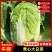 城固黄心白菜不烧心不烧边无病虫害无冻伤净菜毛菜上车接批发电商