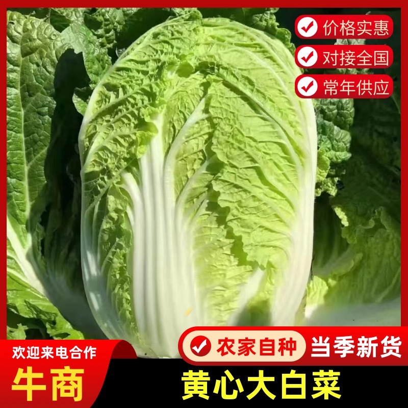 城固黄心白菜不烧心不烧边无病虫害无冻伤净菜毛菜上车接批发电商