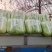 城固黄心白菜不烧心不烧边无病虫害无冻伤净菜毛菜上车接批发电商