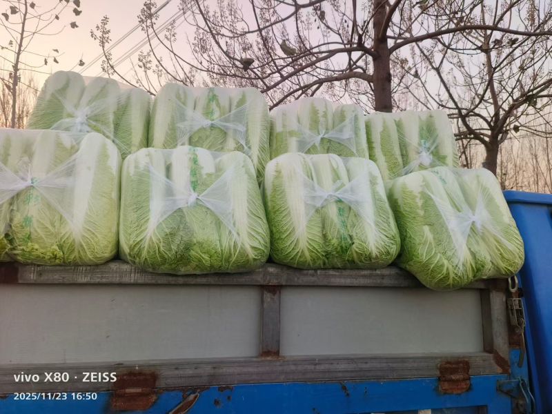 城固黄心白菜不烧心不烧边无病虫害无冻伤净菜毛菜上车接批发电商