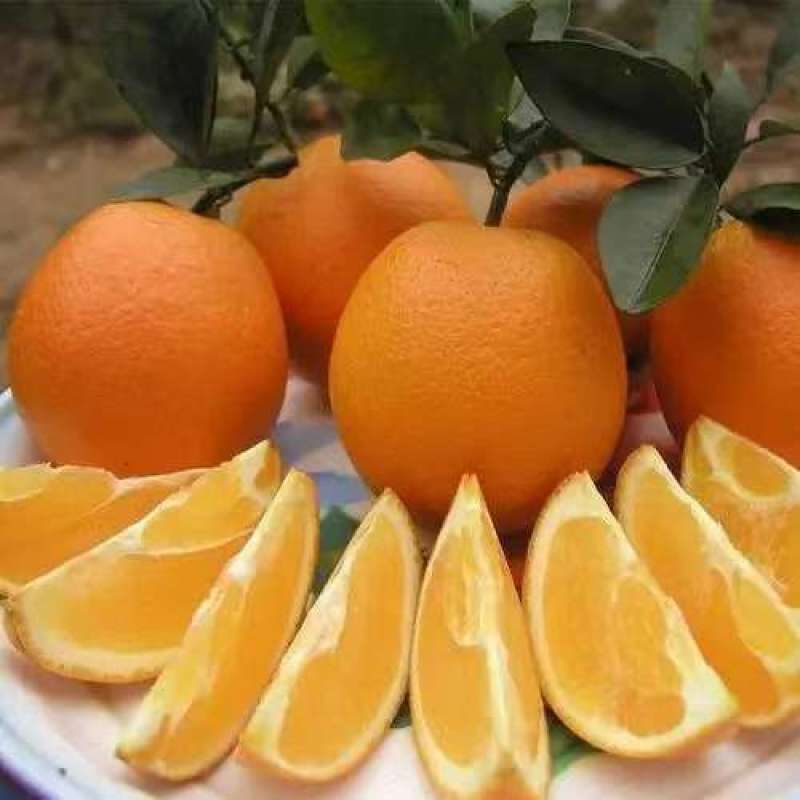 蜂蜜橙一手货源货源充足量大从优全国发货对接商超质量保证