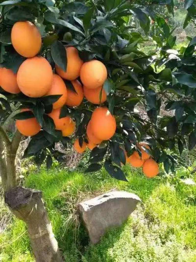 蜂蜜橙一手货源货源充足量大从优全国发货对接商超质量保证