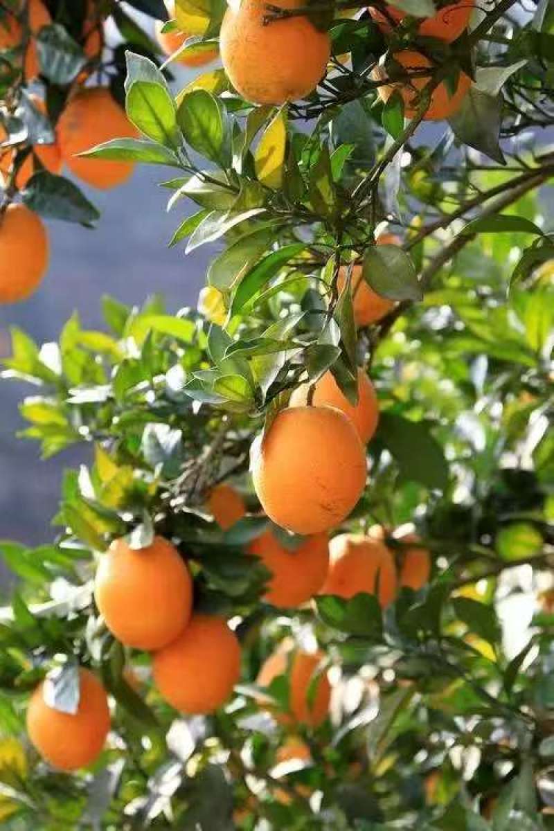 蜂蜜橙一手货源货源充足量大从优全国发货对接商超质量保证