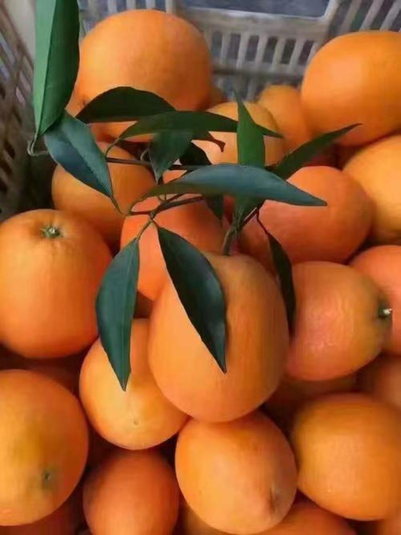 蜂蜜橙一手货源货源充足量大从优全国发货对接商超质量保证