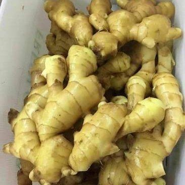 陕西【大黄姜】产地一手货保质保量电商/市场批发/商超