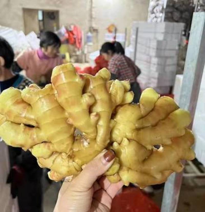 河南【大黄姜】产地一手货保质保量电商/市场批发/商超