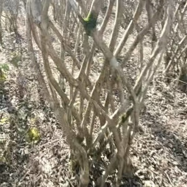紫薇三色