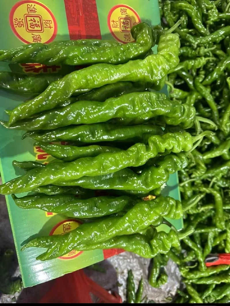 广东辣椒陇椒螺丝椒基地收货大量有货当天采摘