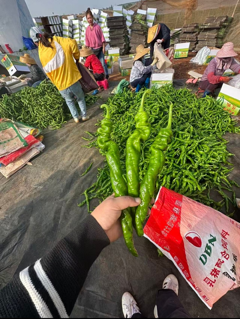 广东辣椒陇椒螺丝椒基地收货大量有货当天采摘