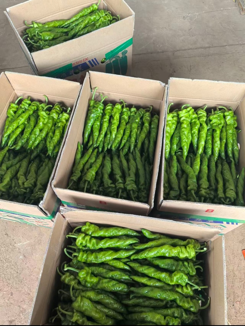 广东辣椒陇椒螺丝椒基地收货大量有货当天采摘