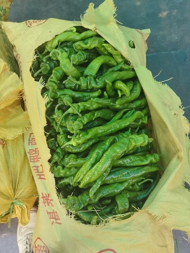 广东辣椒陇椒螺丝椒基地收货大量有货当天采摘