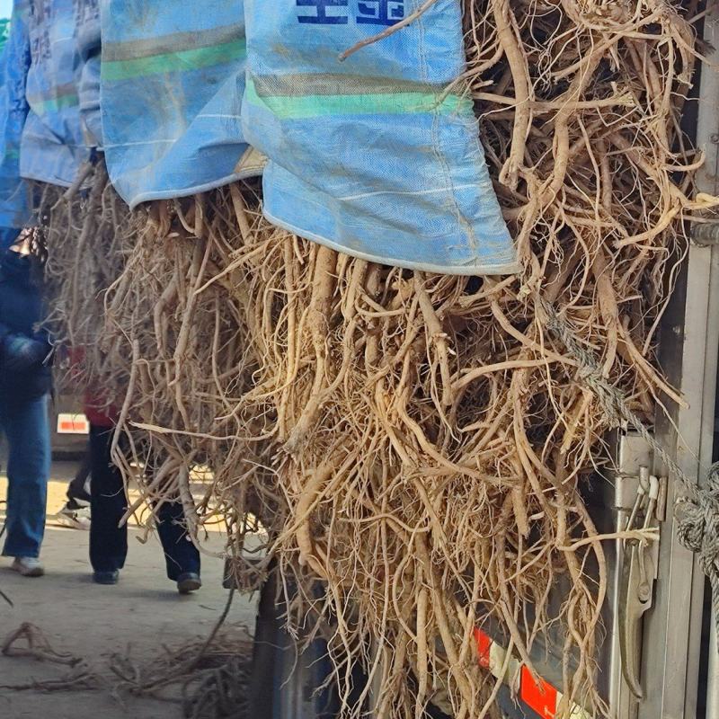 陇西地产鲜黄芪