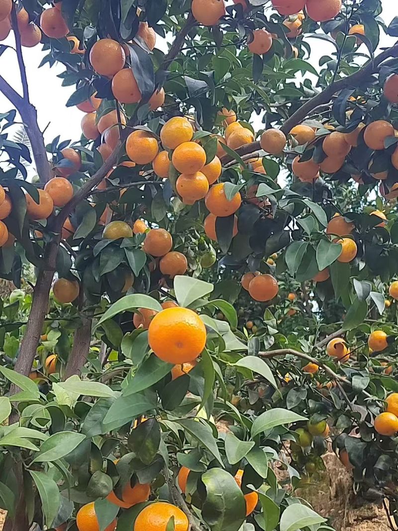 沙糖桔大量上市