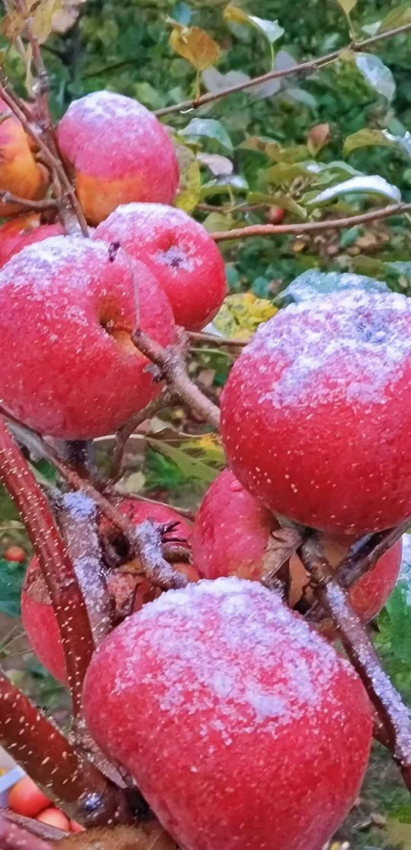吃云南昭通丑苹果吃出初吻的感觉
